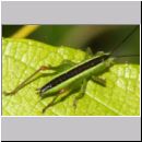 Conocephalus dorsalis - Kurzflueglige Schwertschrecke m05 Nymphe.jpg